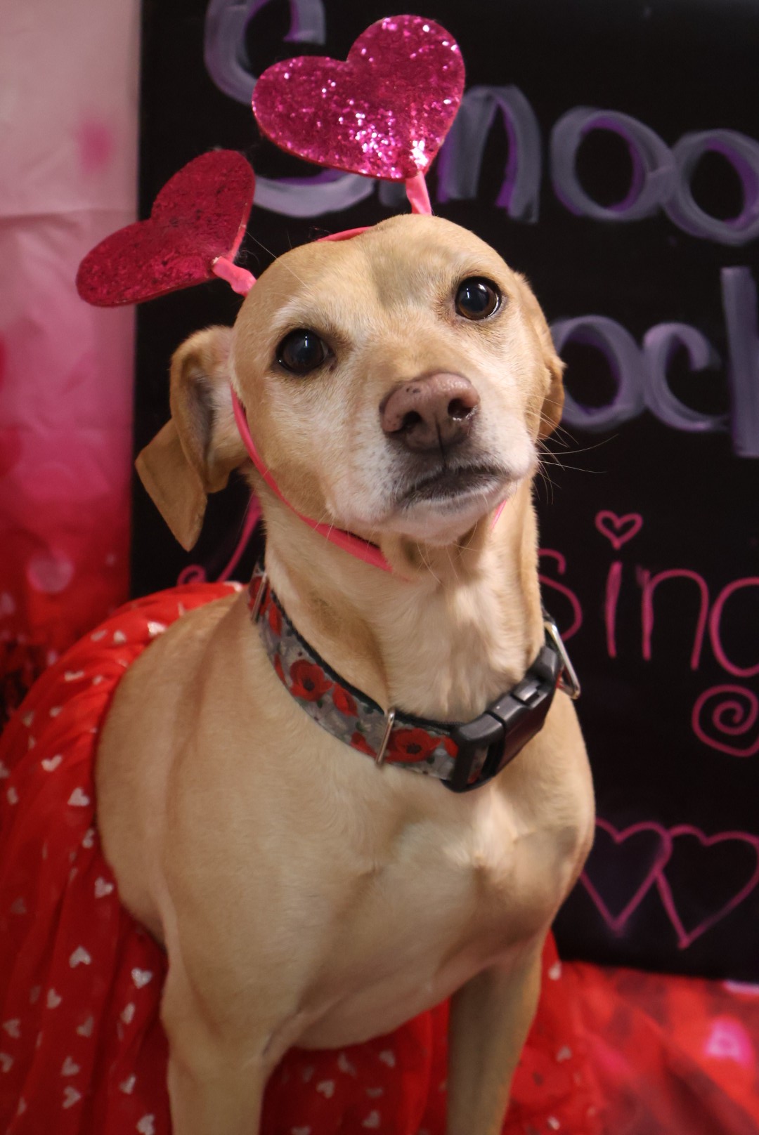 Roxy, Owner of Waggin' Tails