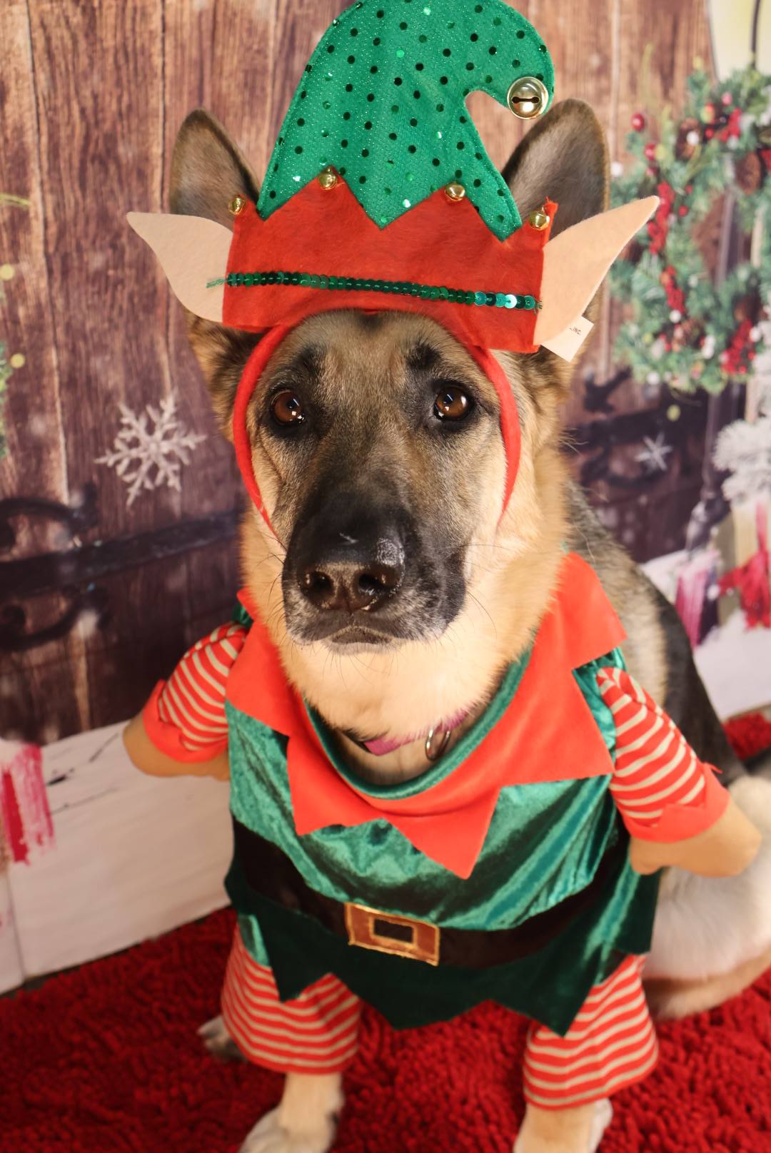 Christmas Dog Celebration 4