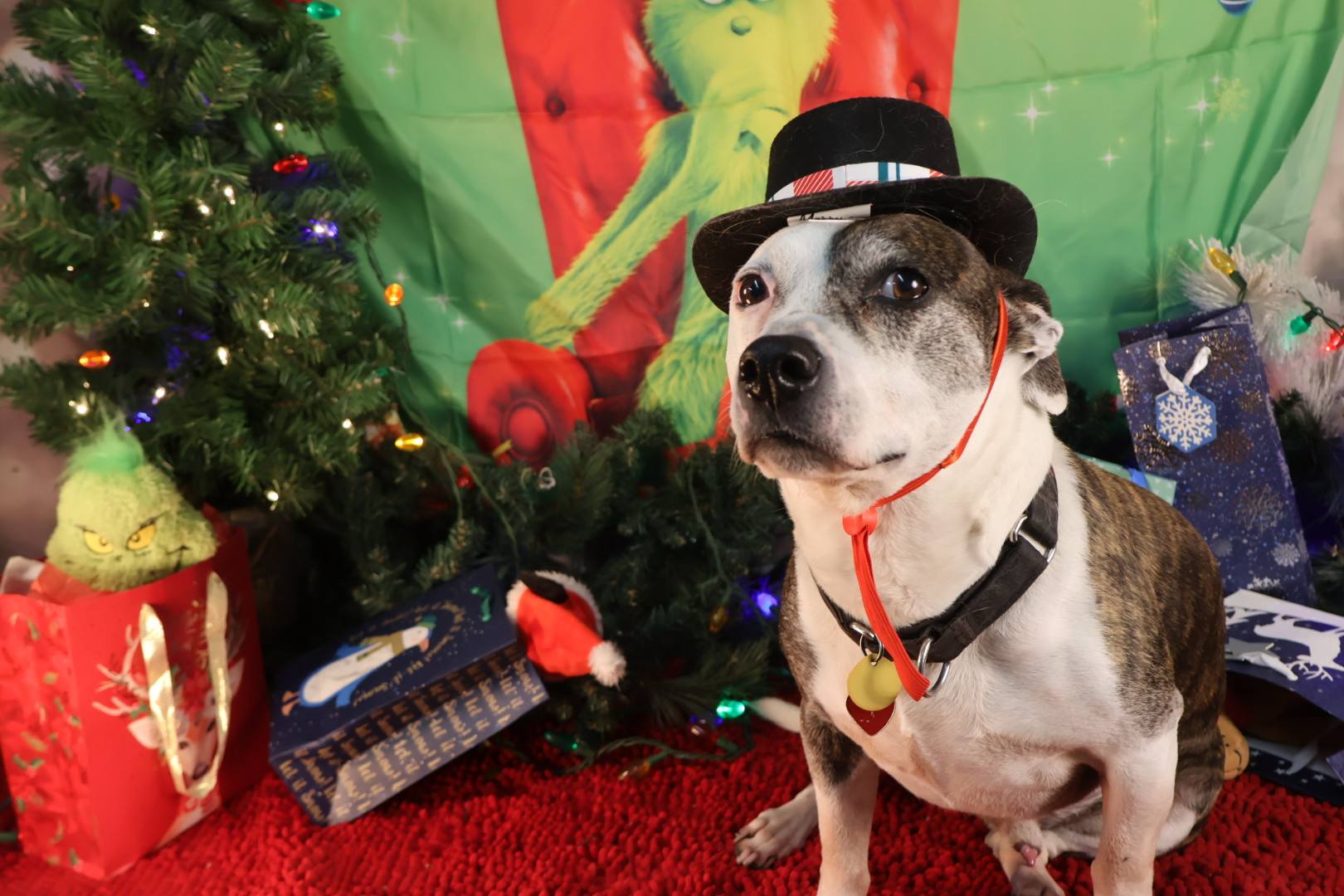 Christmas Dog Celebration 5