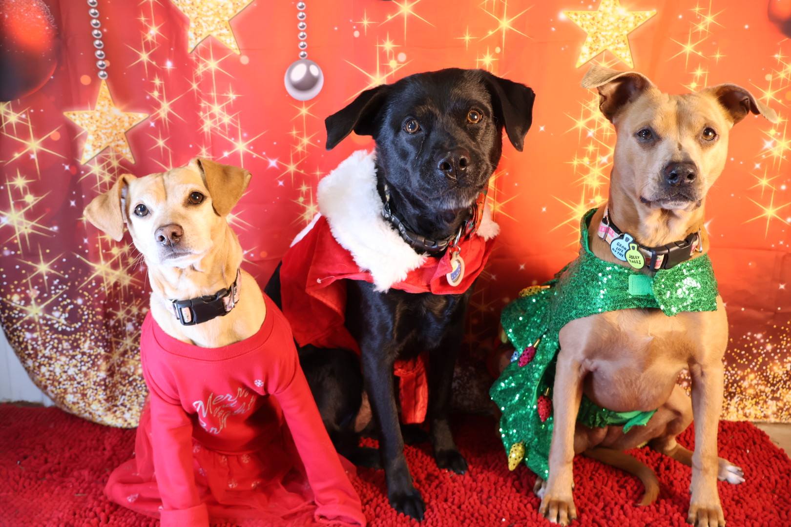 Christmas Dog Celebration 7