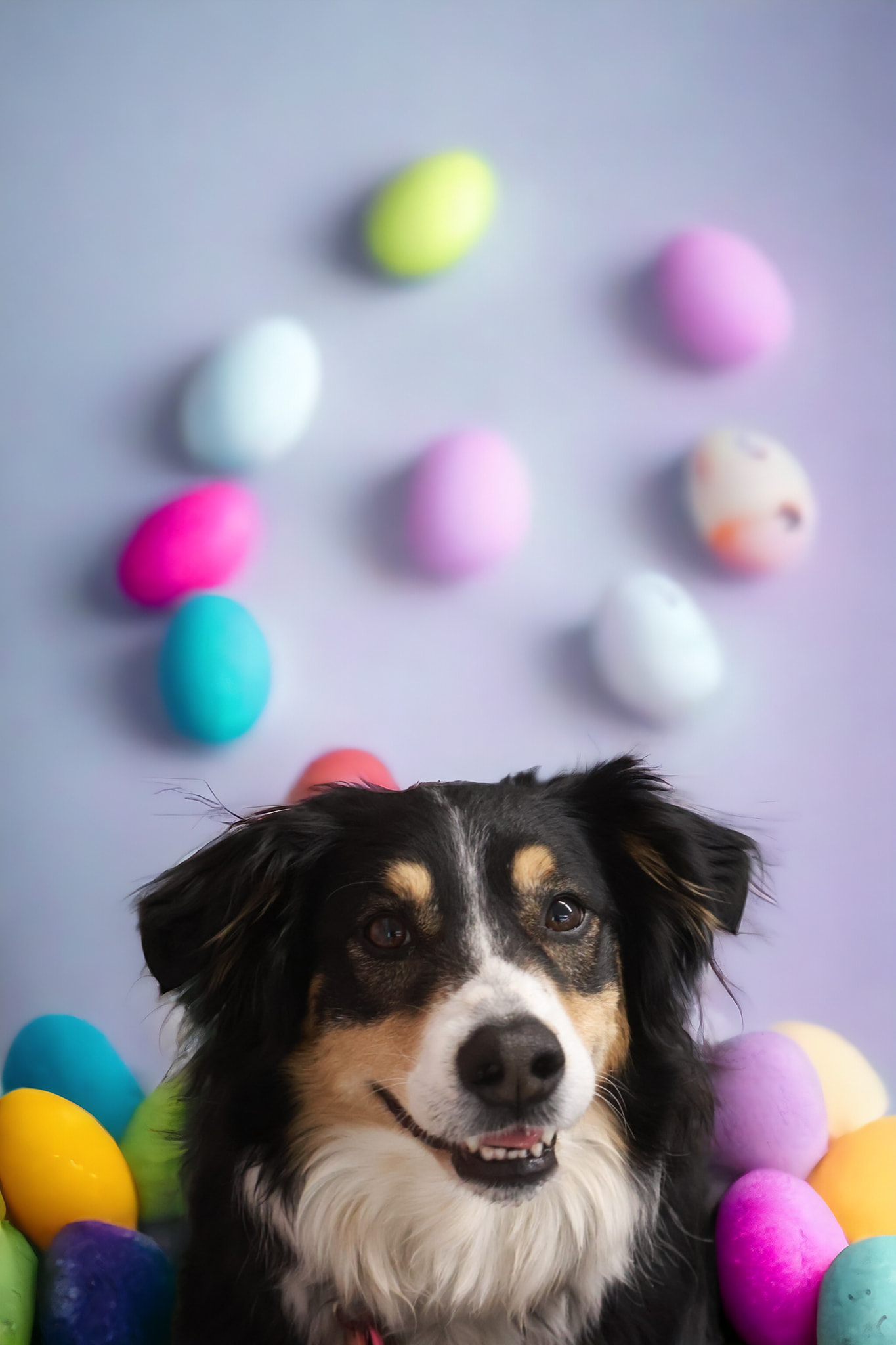 Easter Dog Celebration 6