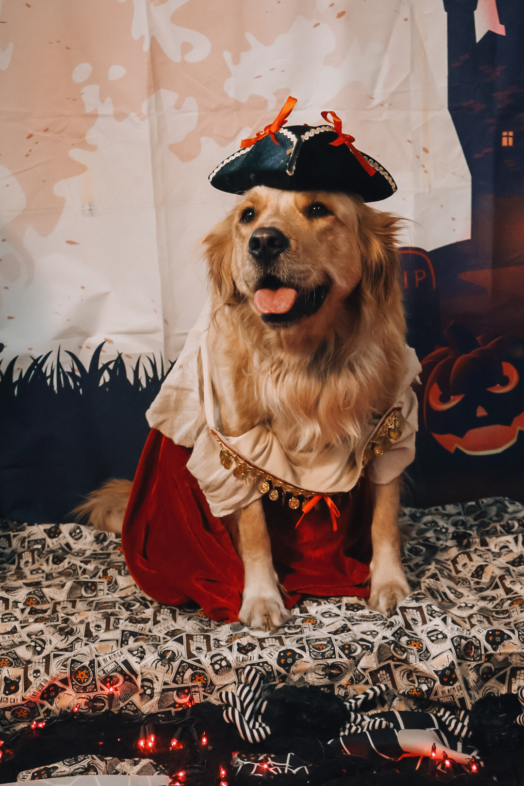 Halloween Dog Party 1