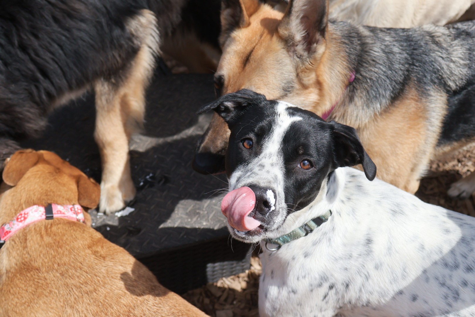 Dogs enjoying whipped cream