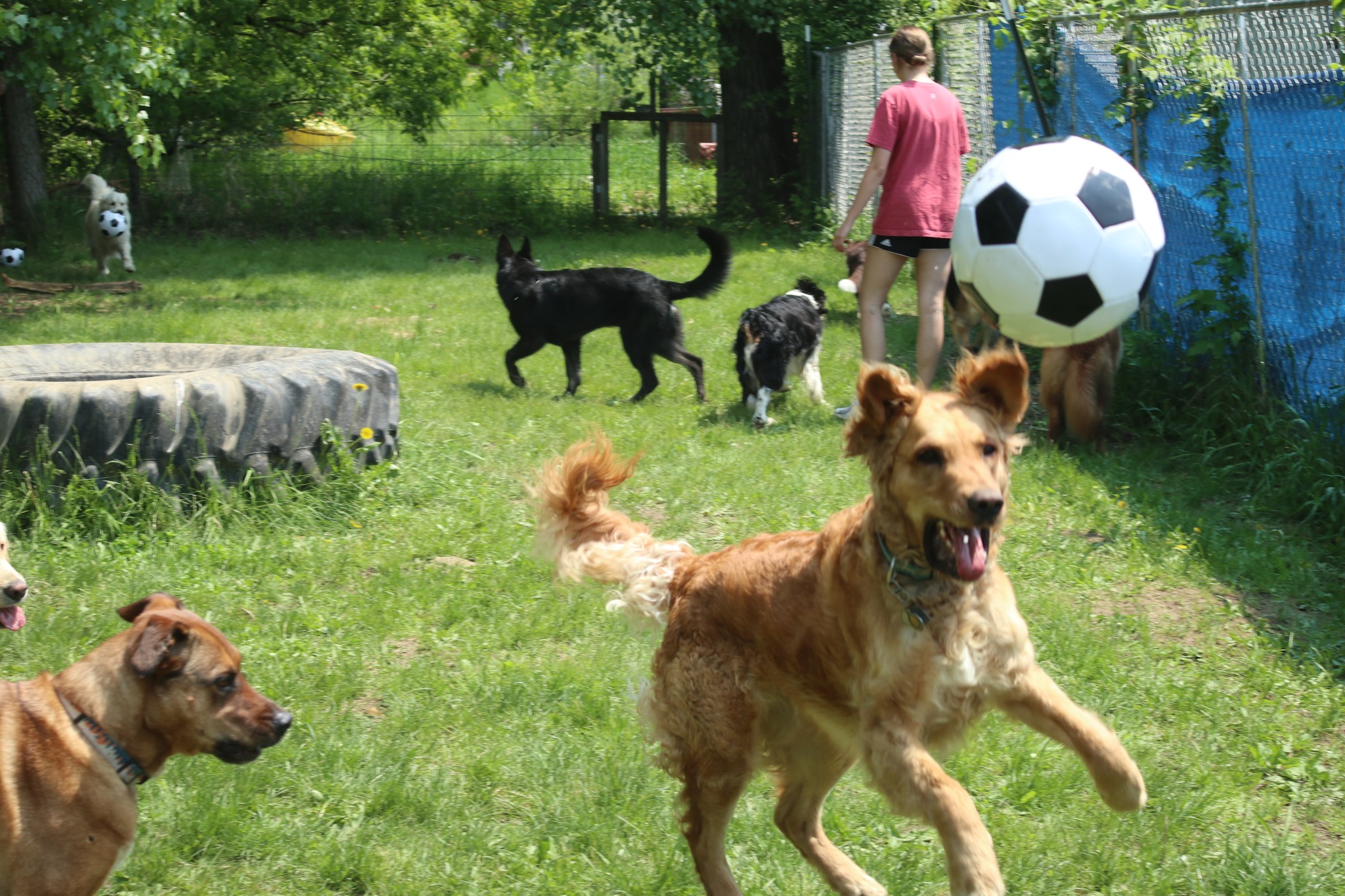Dog playing with soccer ball