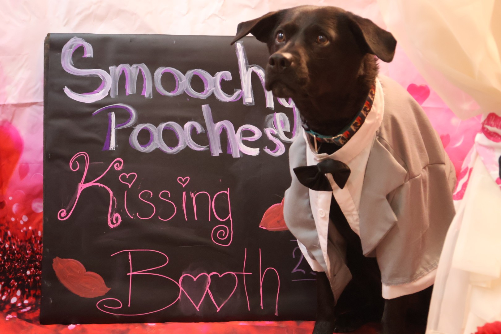 Valentine's Day Dogs 1