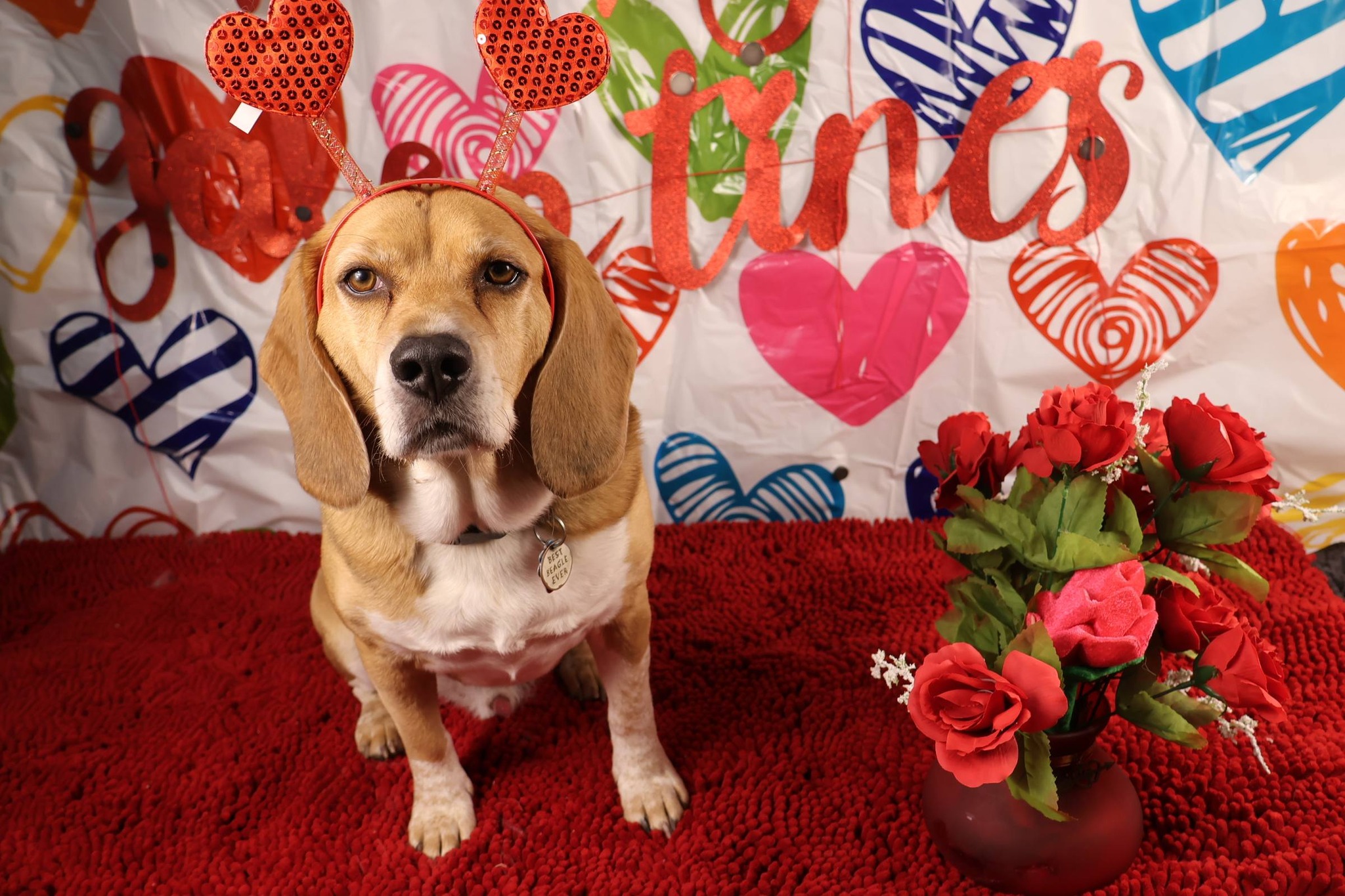 Valentine's Day Dogs 4